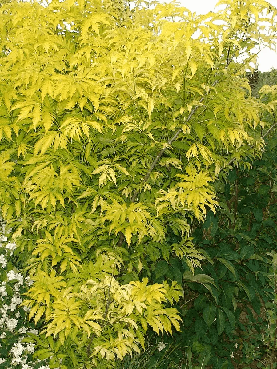 Бузина черная Golden Tower