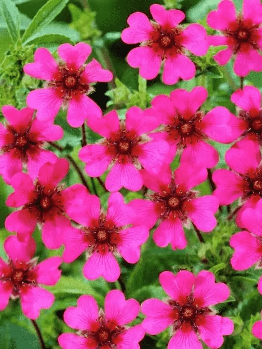 Лапчатка непальская Ron Mcbeath