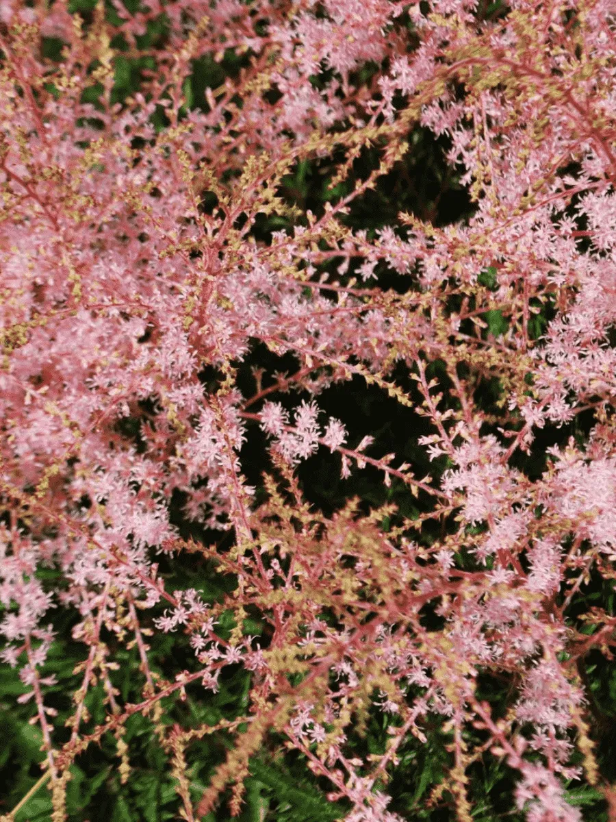 Астильба  Super Sprite