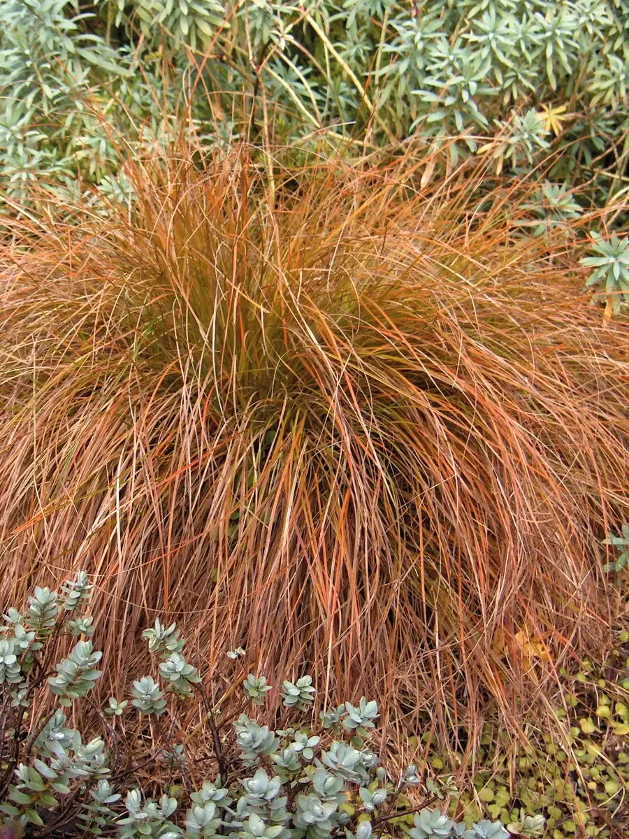 Осока кирпичная Prairie Fire