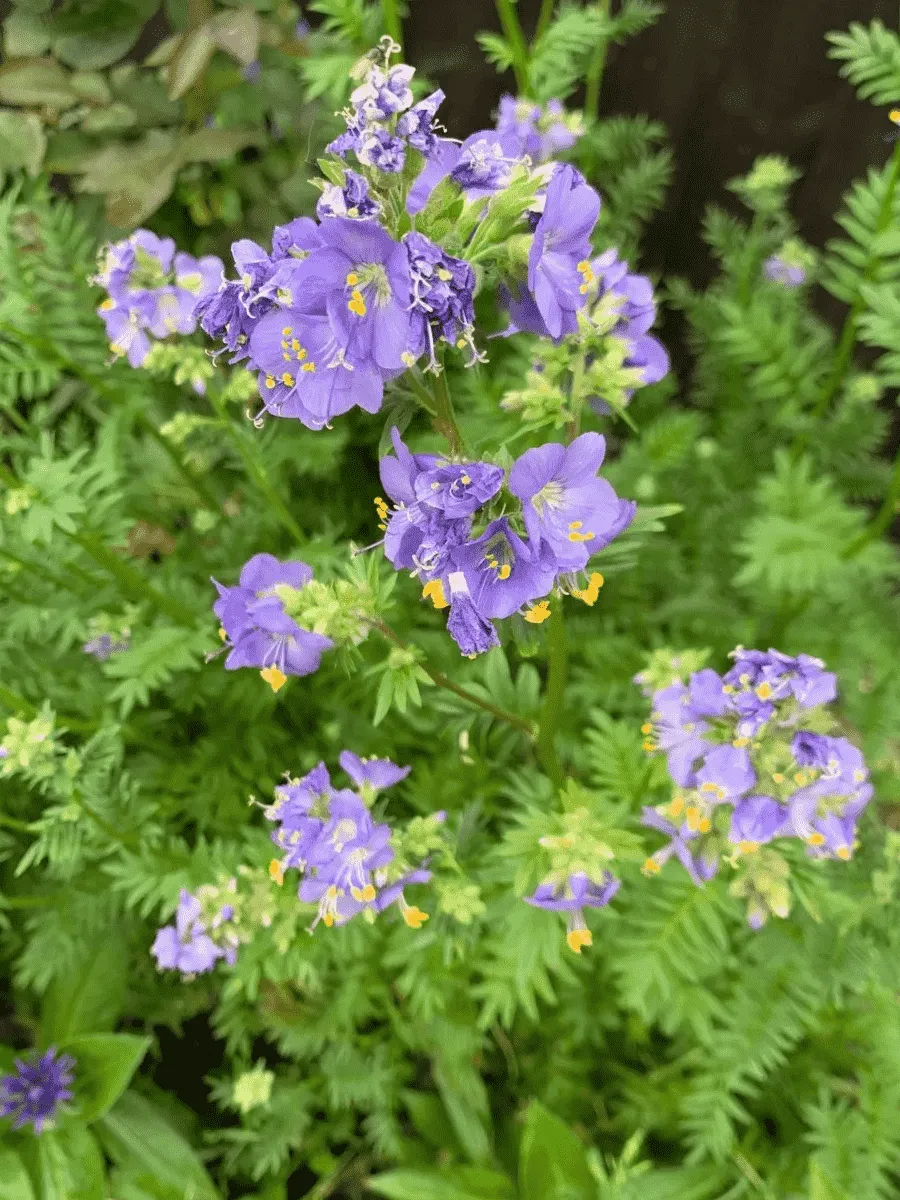 Синюха голубая Bambino Blue