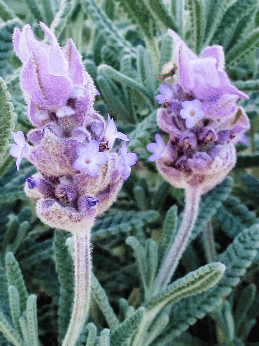 Лаванда зубчатая