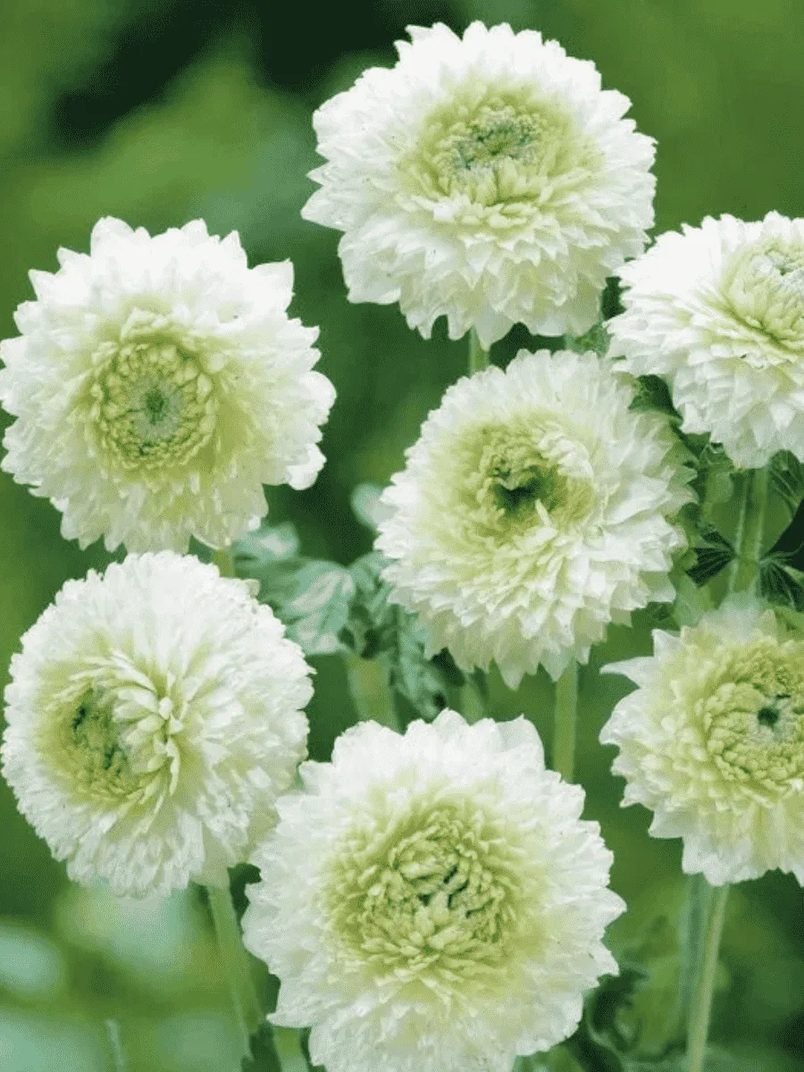 Анемона лесная Elise Feldman