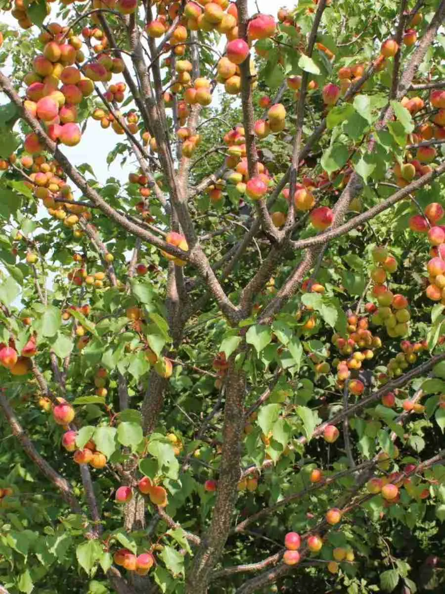 Абрикос Триумф северный