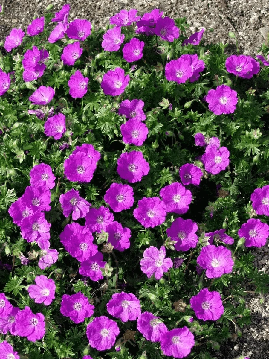 Герань кроваво-красная Max Frei