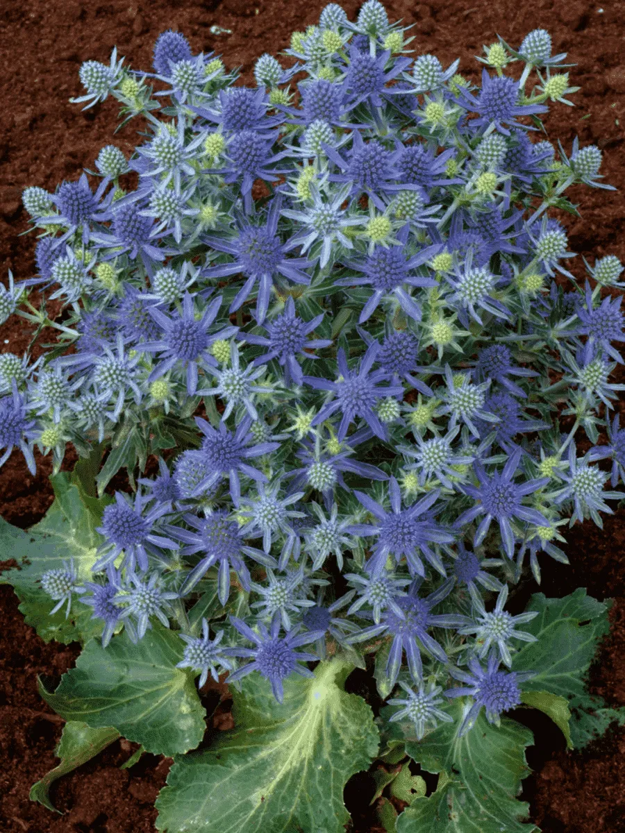 Синеголовник плосколистный Blue Hobbit