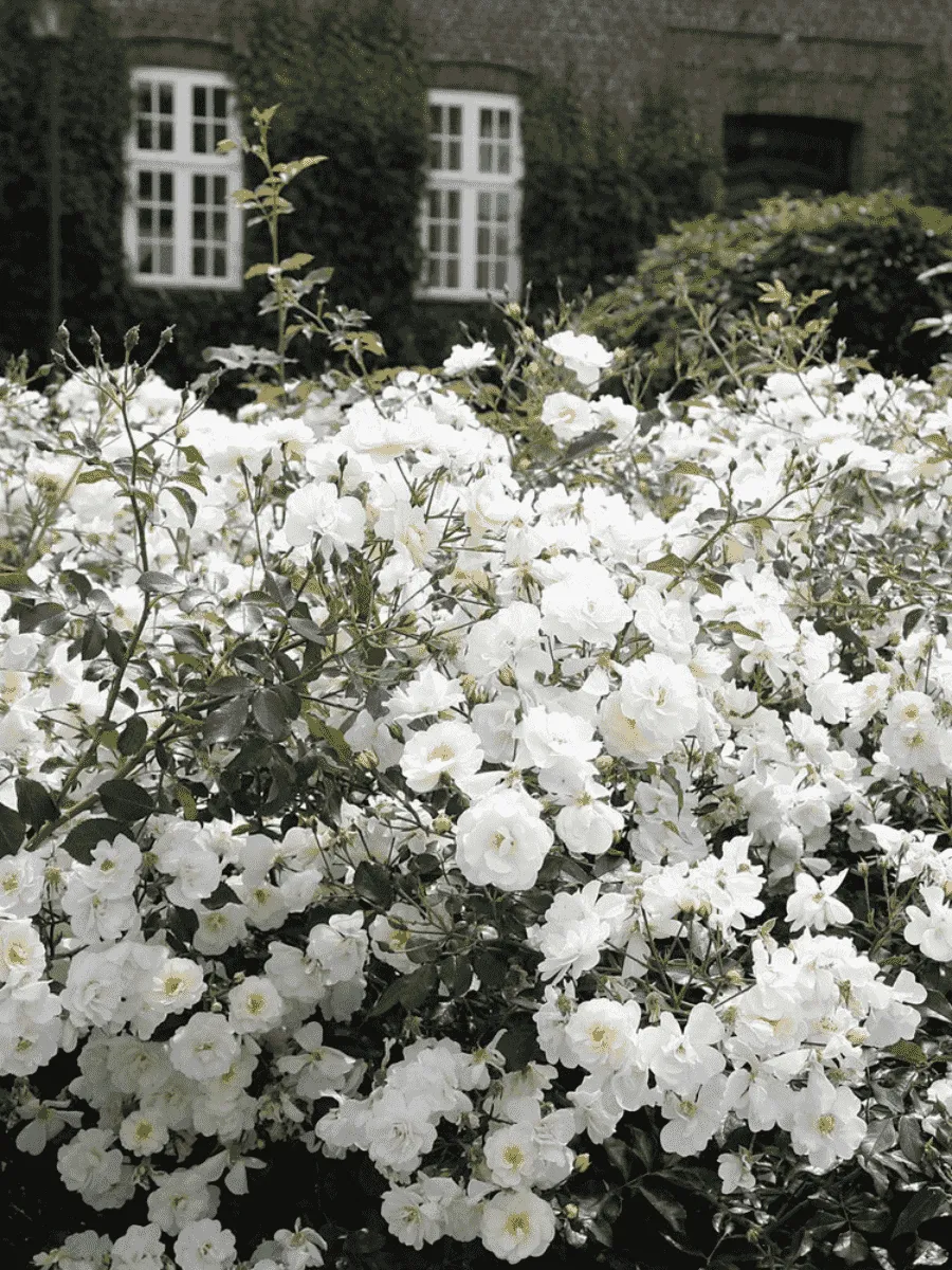 Роза Почвопокровная Schneekonigin