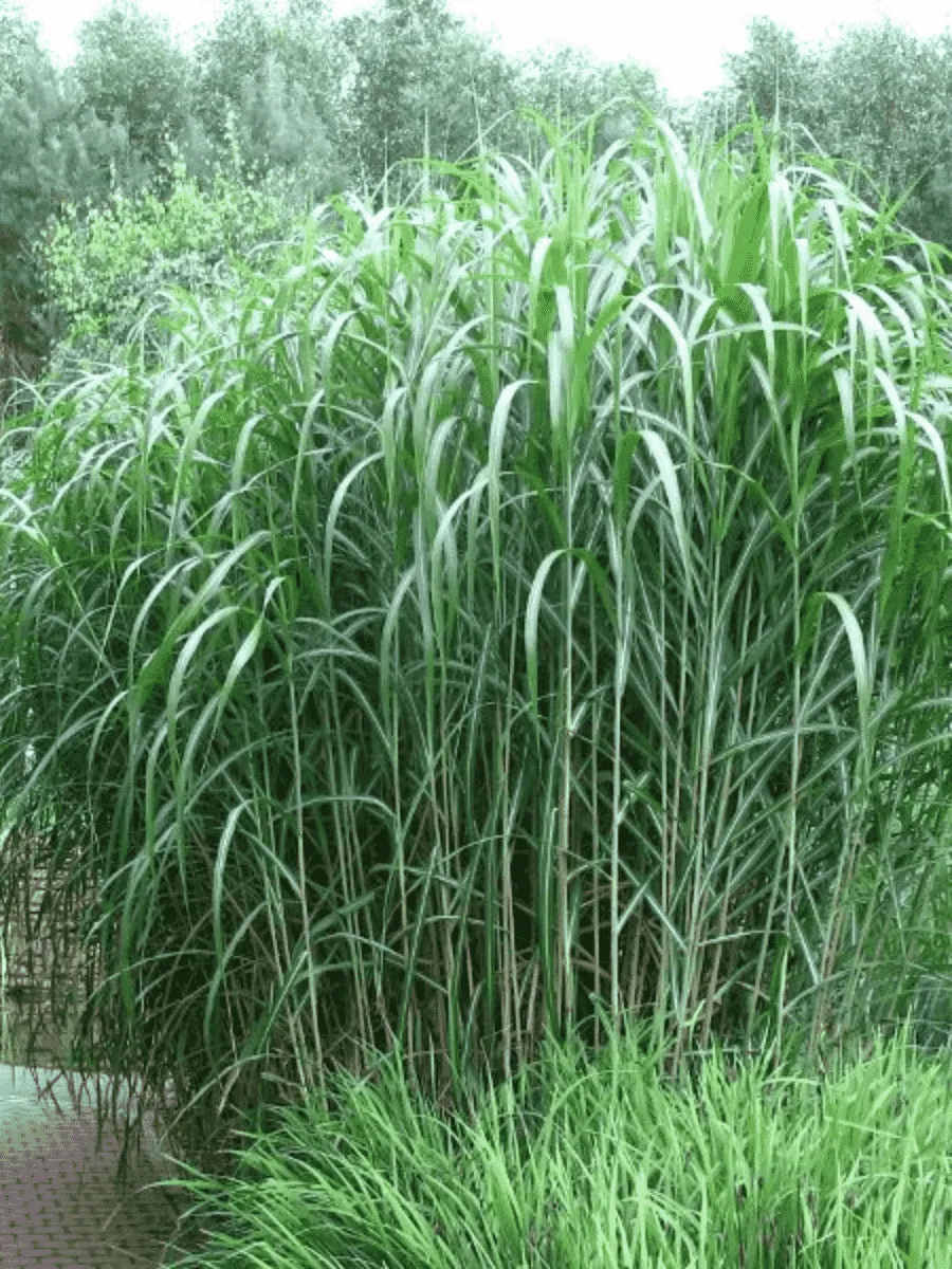 Мискантус гигантский