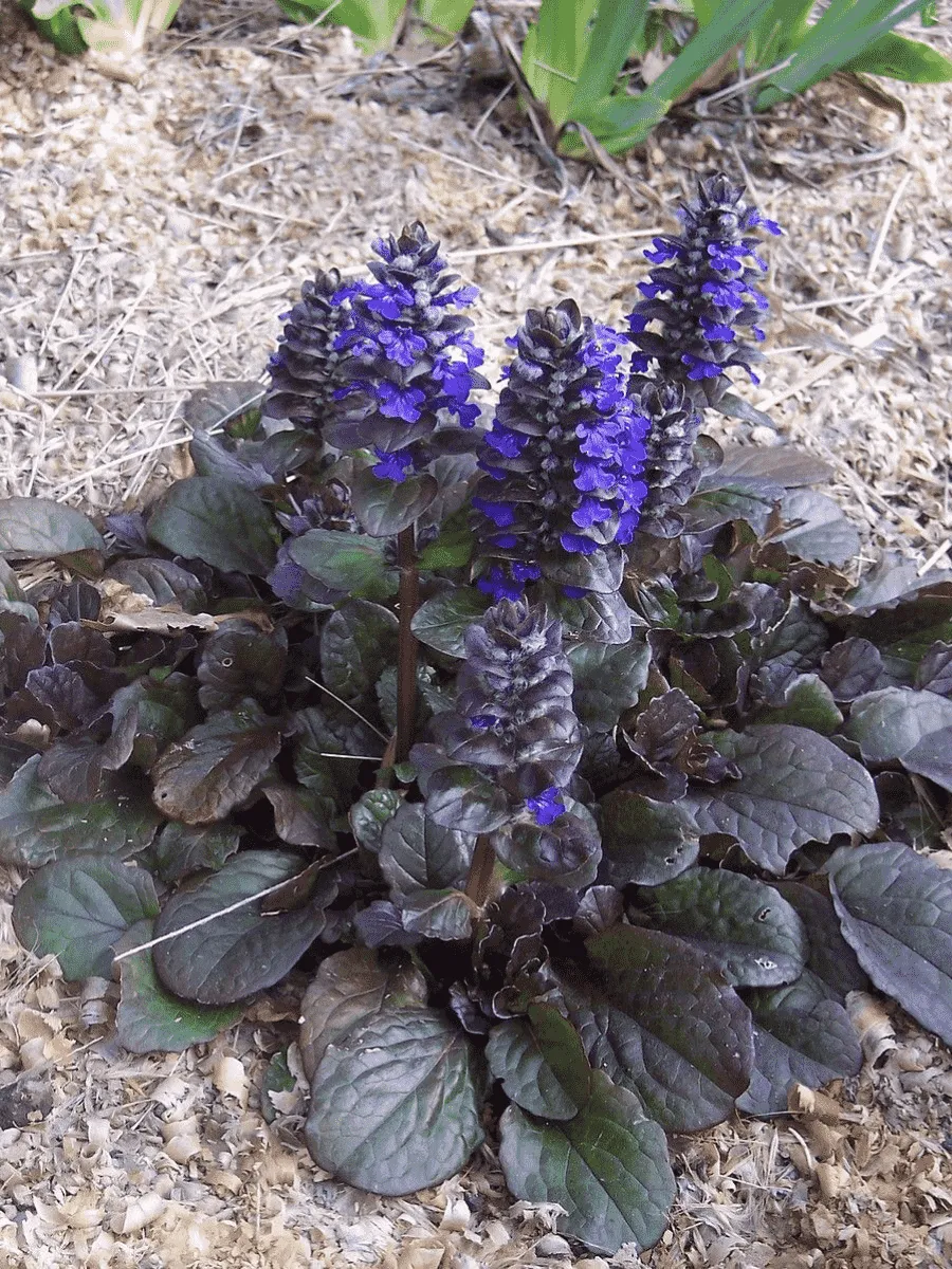 Живучка ползучая Atropurpurea