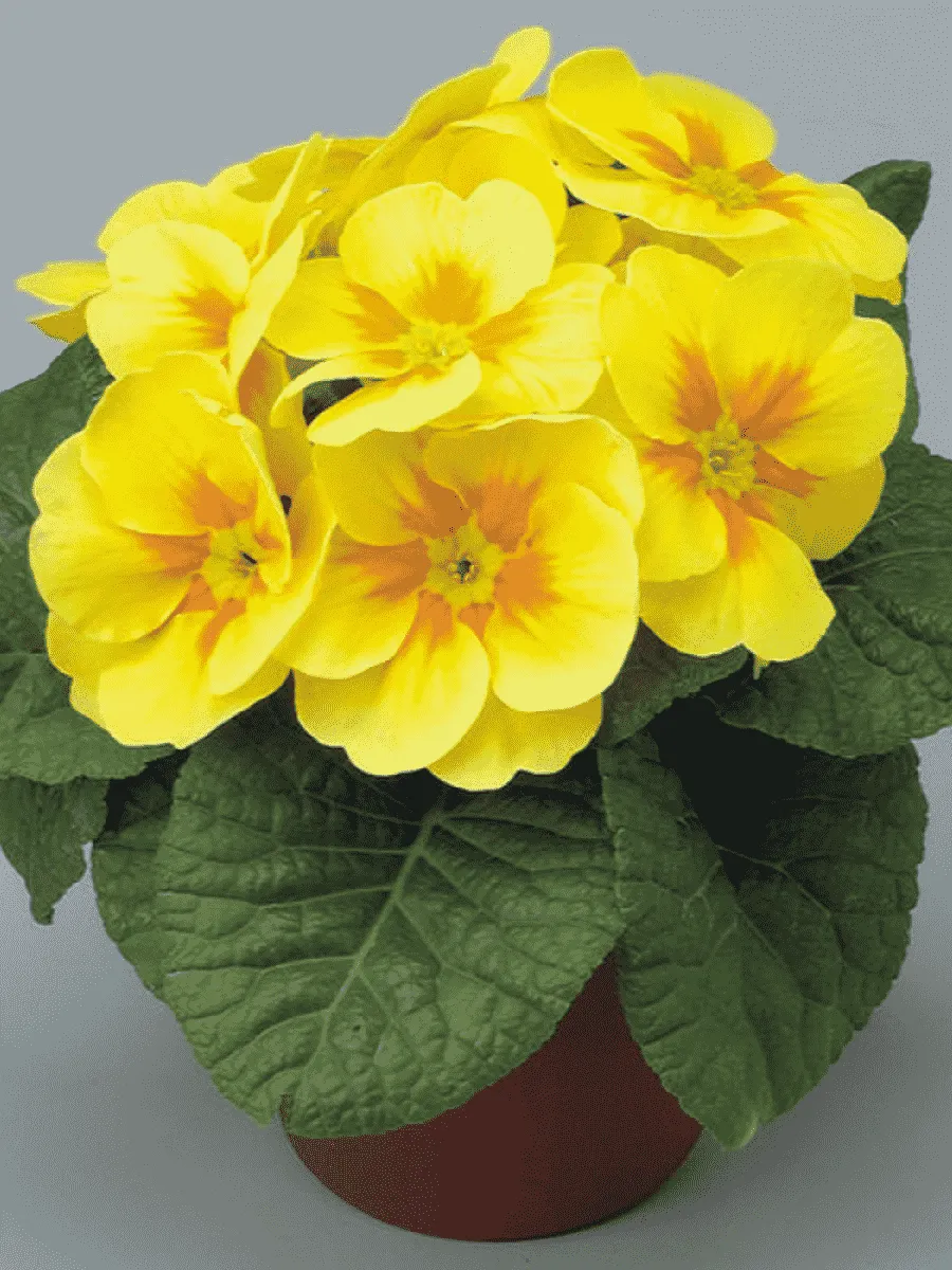 Примула Hethor Yelloy