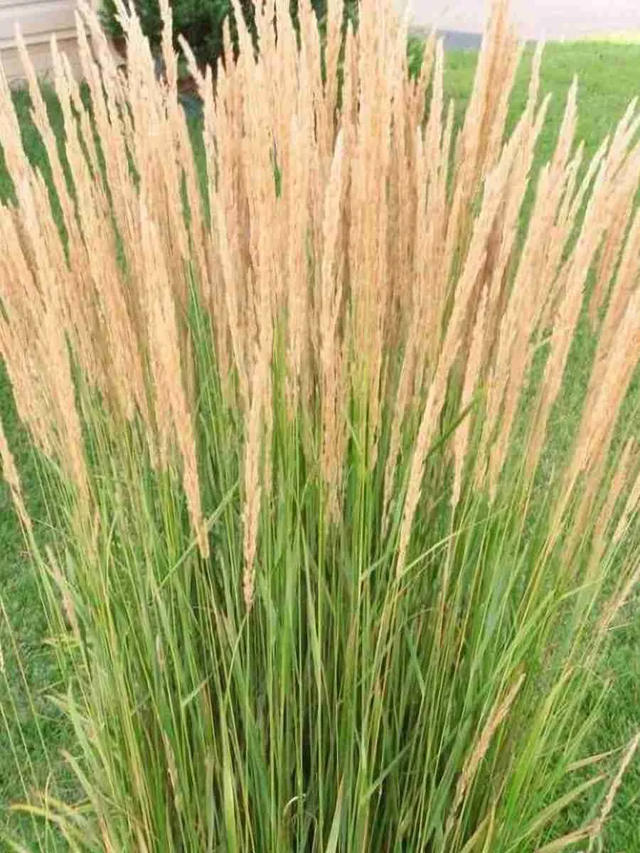 Вейник остроцветковый Karl Foerster