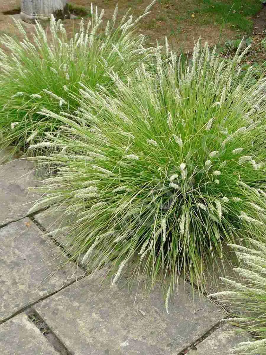 Сеслерия осенняя