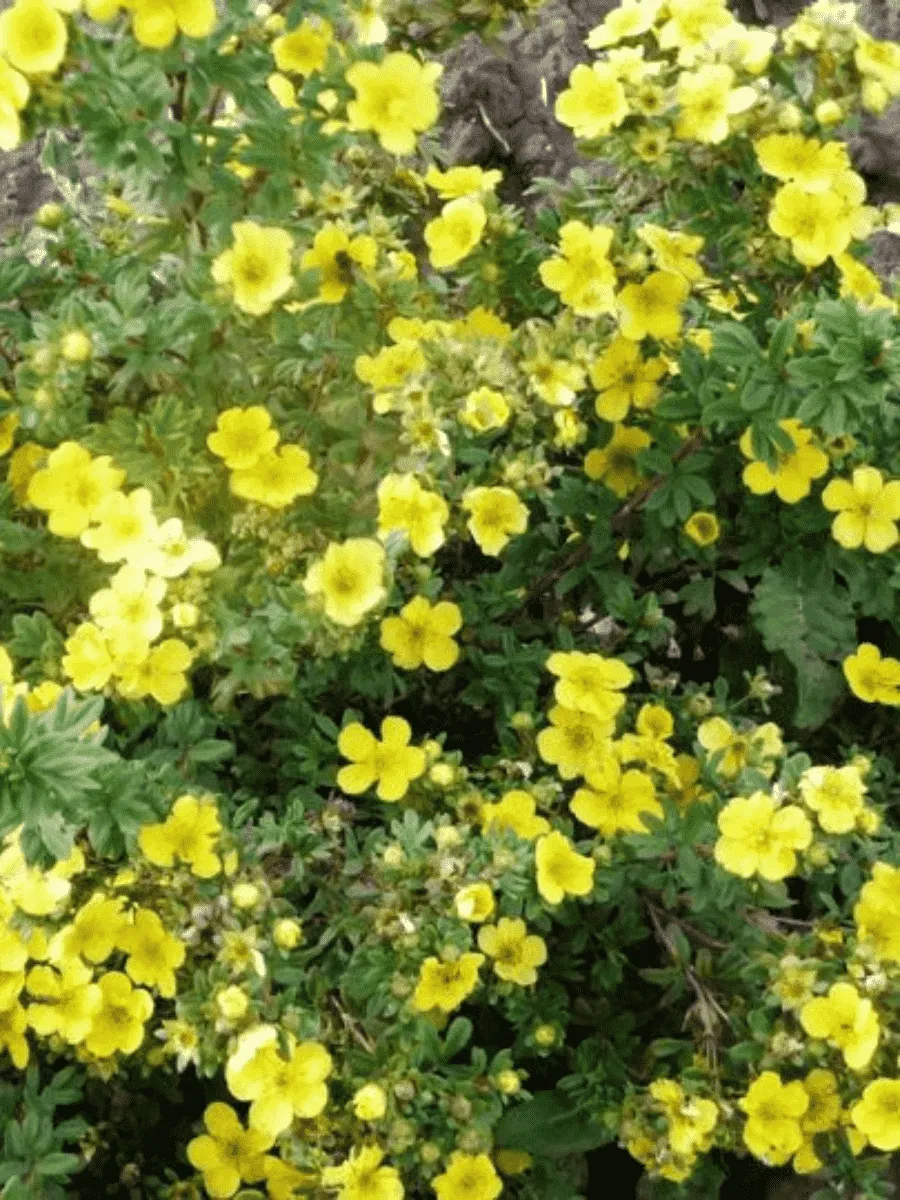 Лапчатка кустарниковая Gigant