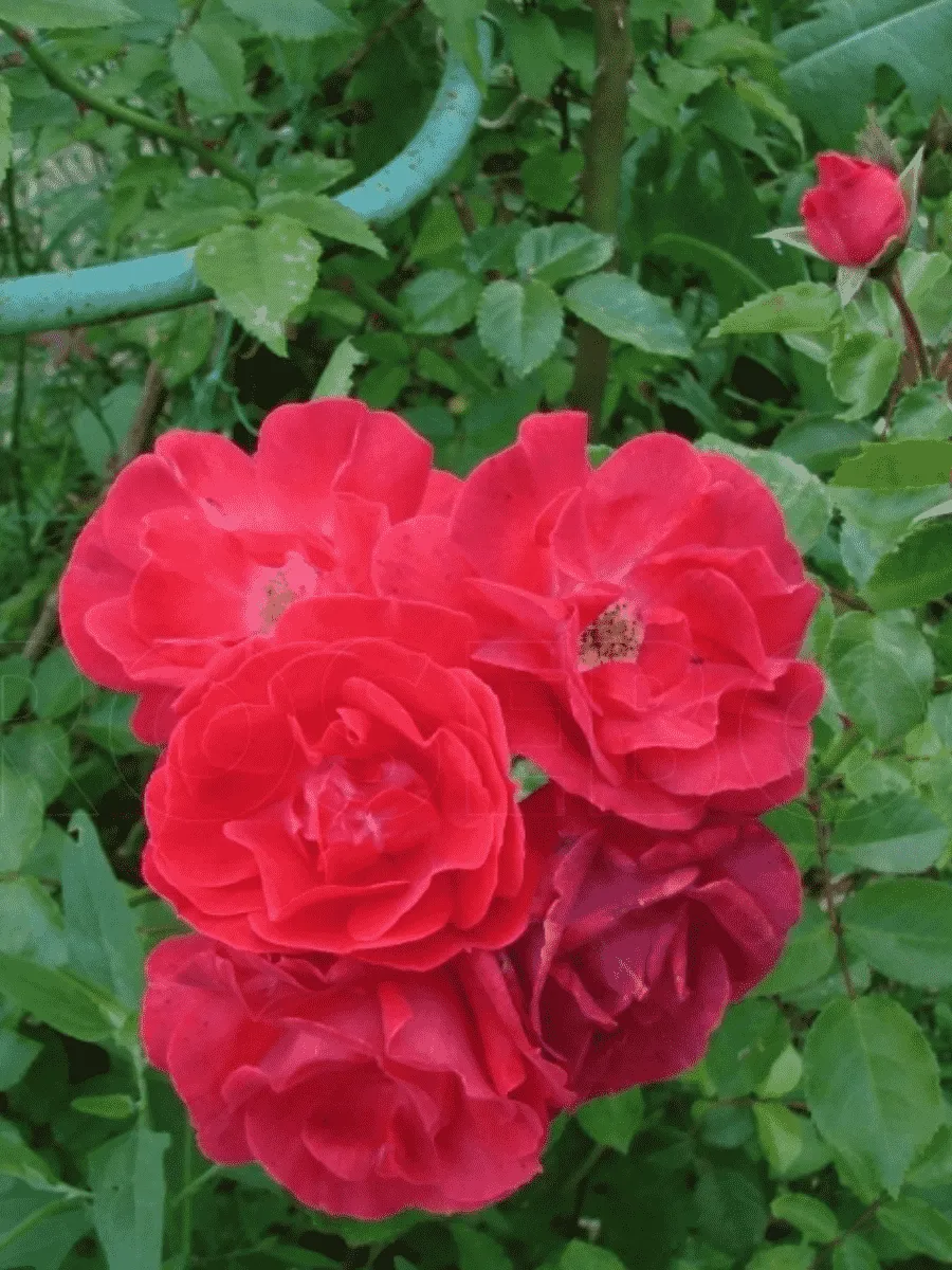 Роза плетистая Красный маяк