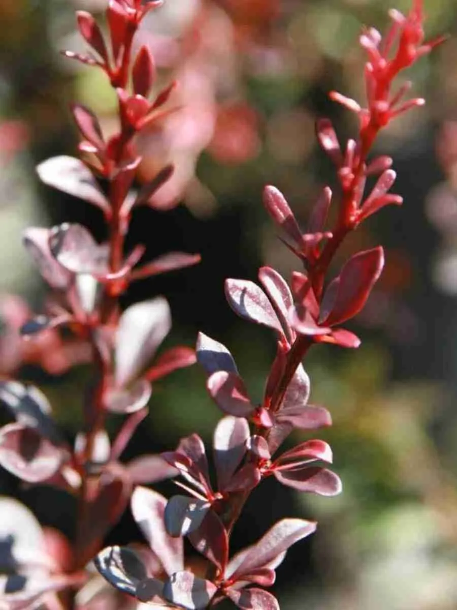 Барбарис Тунберга Pygmy Ruby