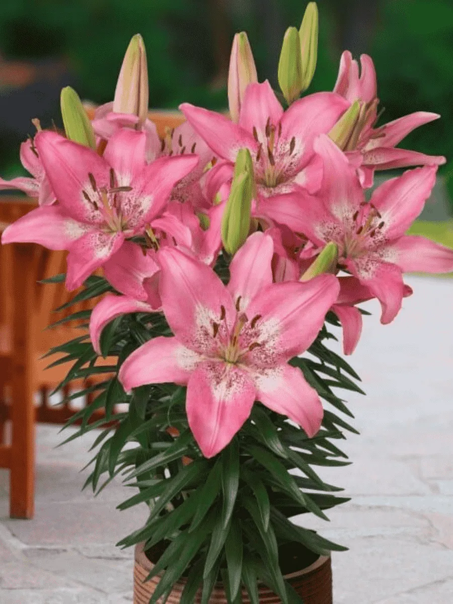 Лилия Trendy Nicosia