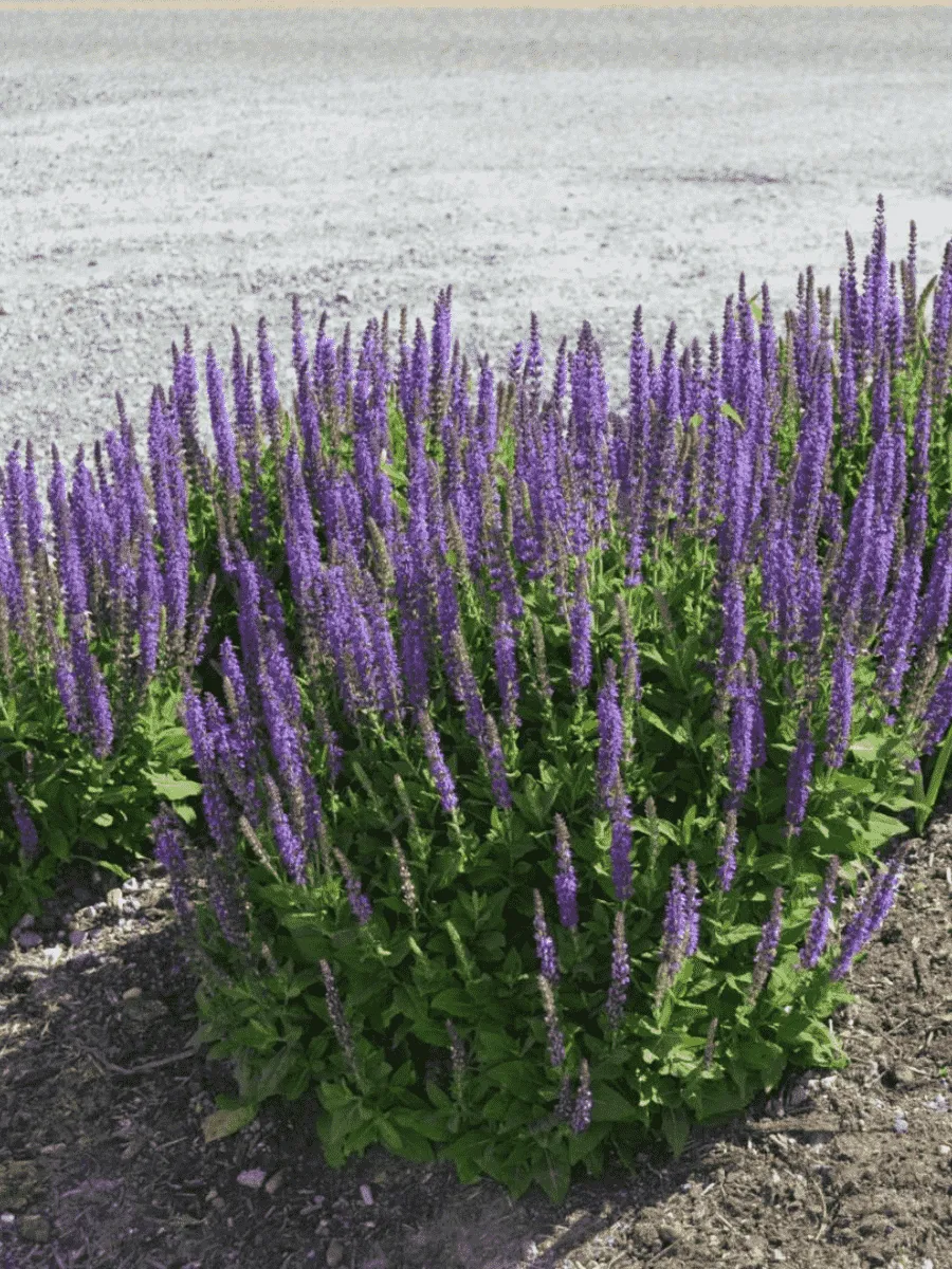 Шалфей дубравный West - Friesland