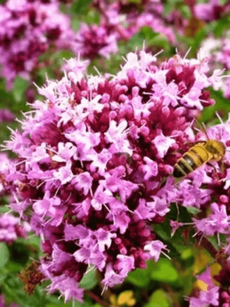 Душица Vitara Cascata Green