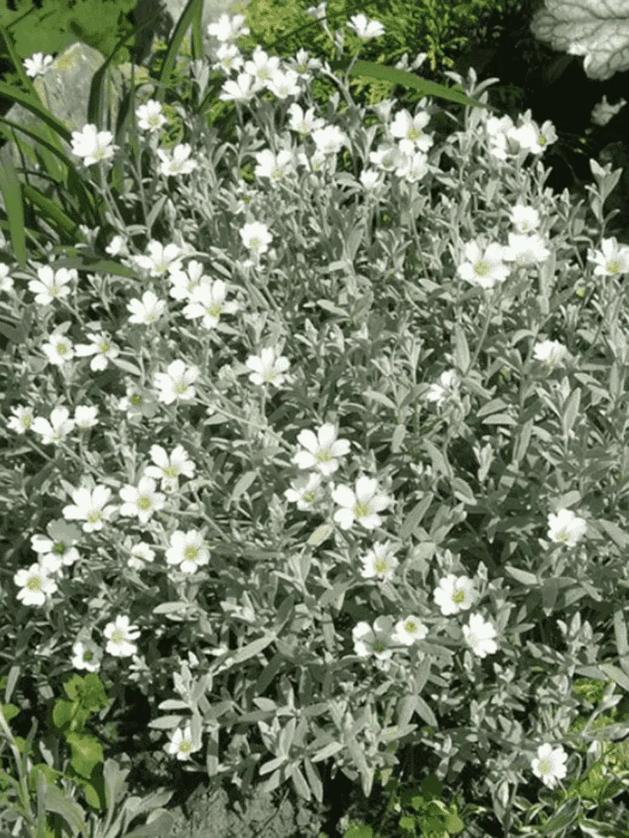 Ясколка войлочная Silver White