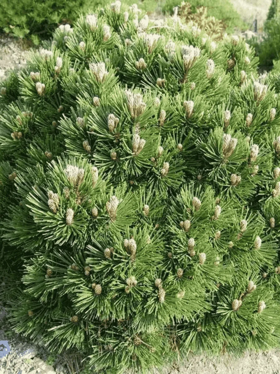 Сосна Гельдрейха Smidtii