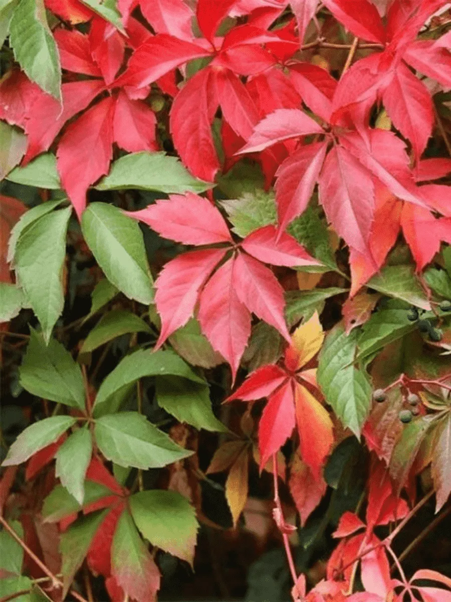 Виноград девичий пятилисточковый Parthenocissus