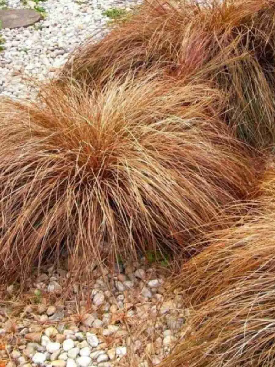 Осока власовидная Bronsita