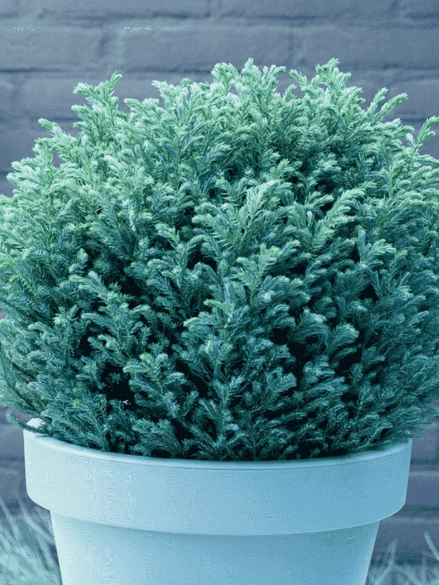 Кипарисовик горохоплодный Blue Moon