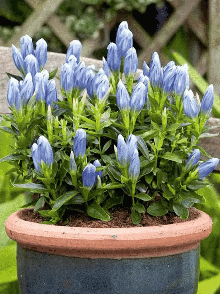 Горечавка Макиной Blue magic