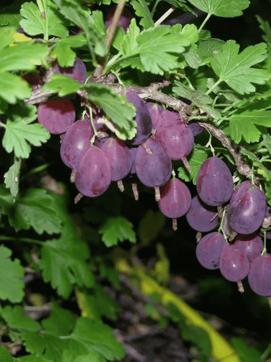Крыжовник обыкновенный Грушенька