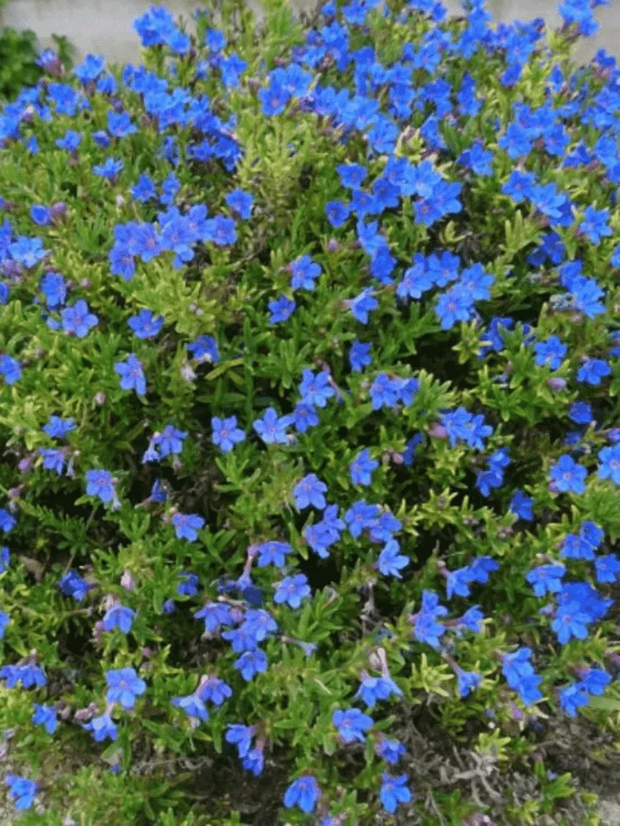 Литодора раскидистая Compact Blue