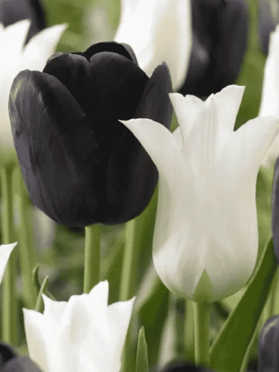 Подарочный набор Тюльпаны Black and White