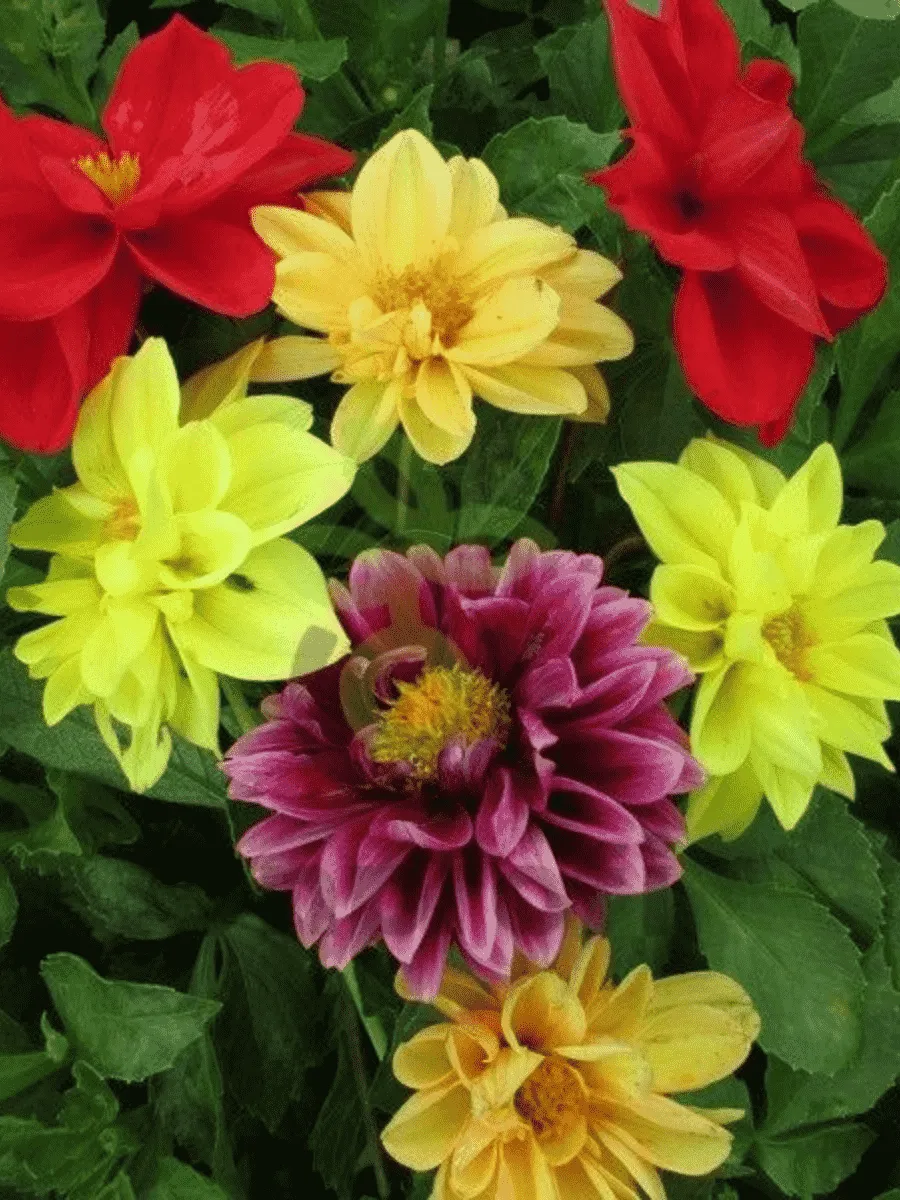 Георгина гибридная Figaro Mix