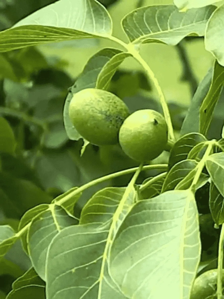 Грецкий орех Юрий Гагарин