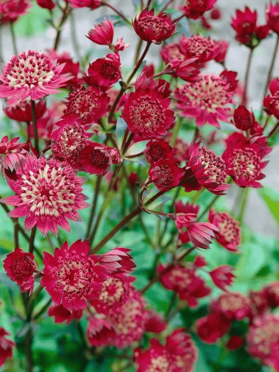 Астранция большая Fokker Red