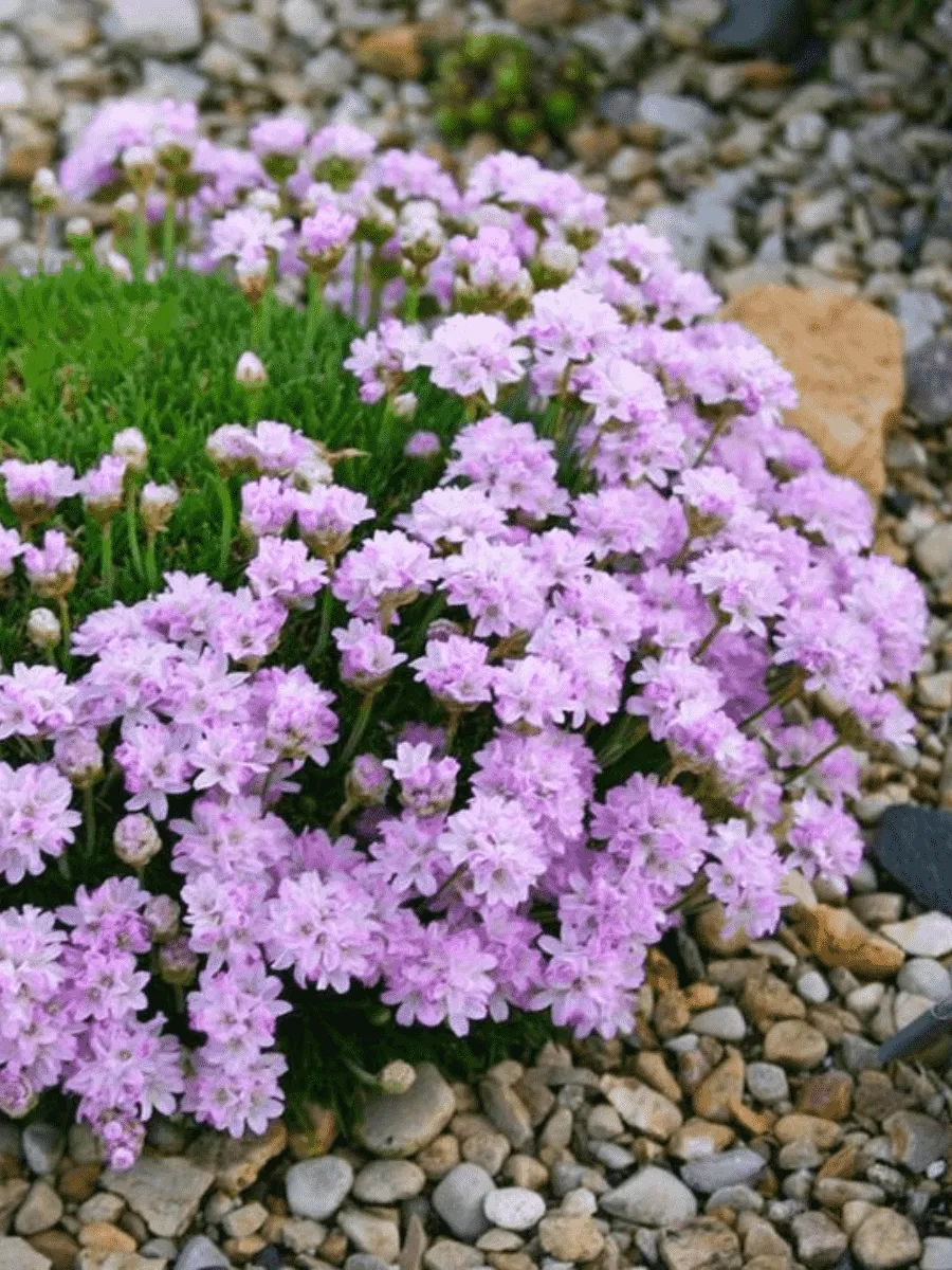 Армерия можжевелолистная New Zealand Form