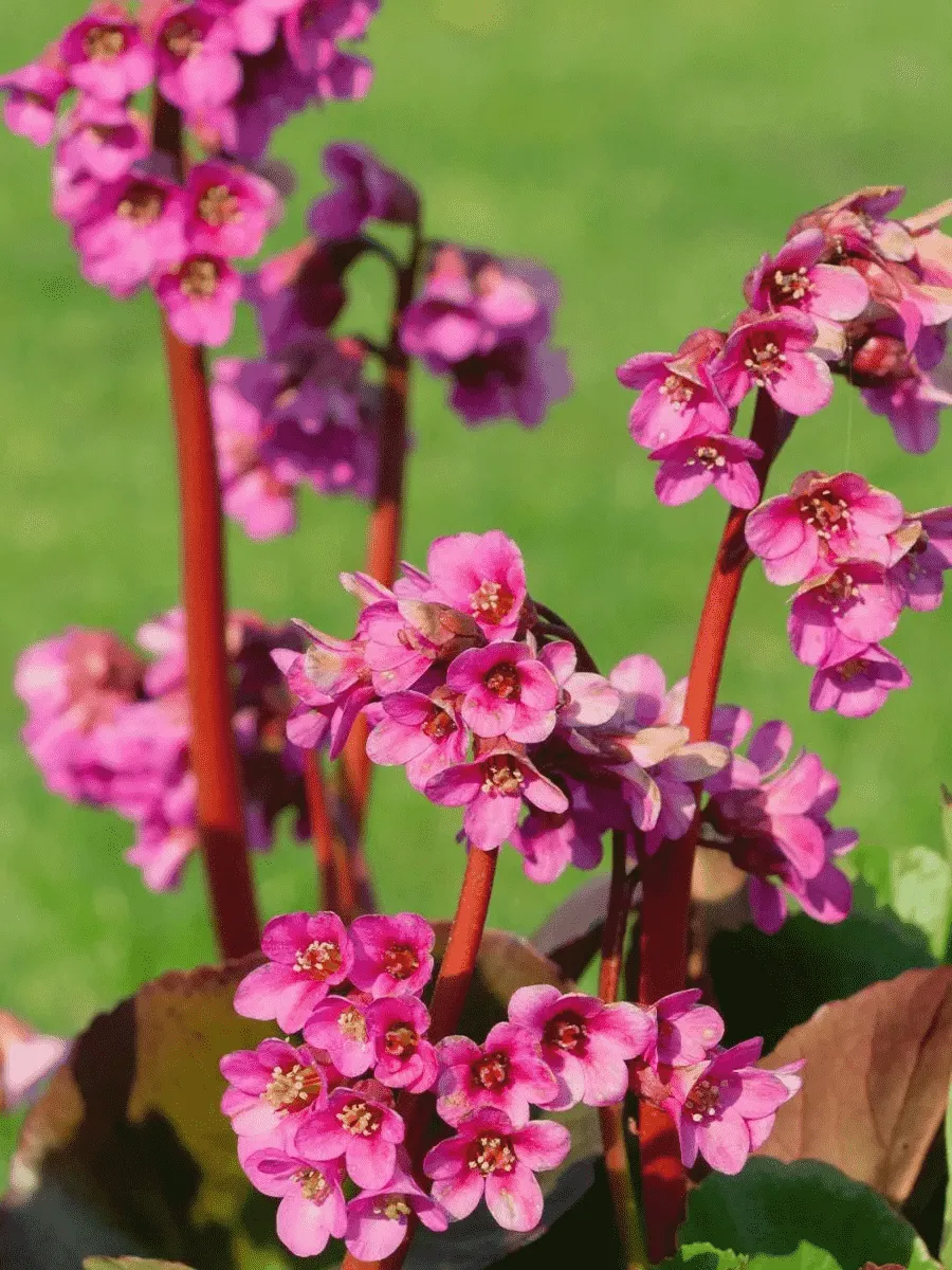 Бадан гибридный Bressingham Ruby