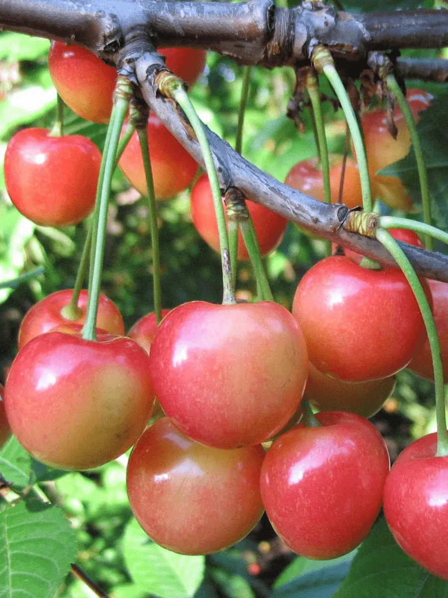 Черешня Фатеж (патент Nº 0487)