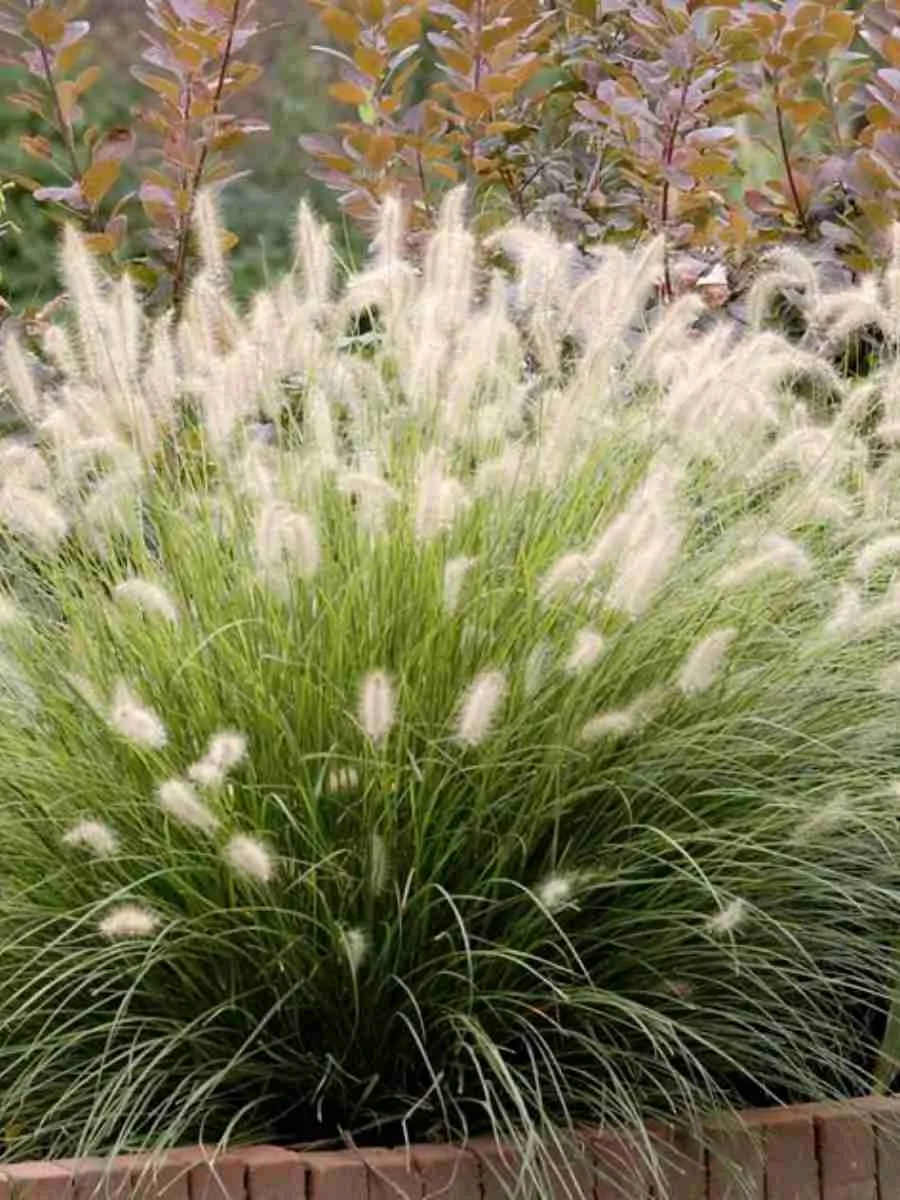 Пеннисетум лисохвостый