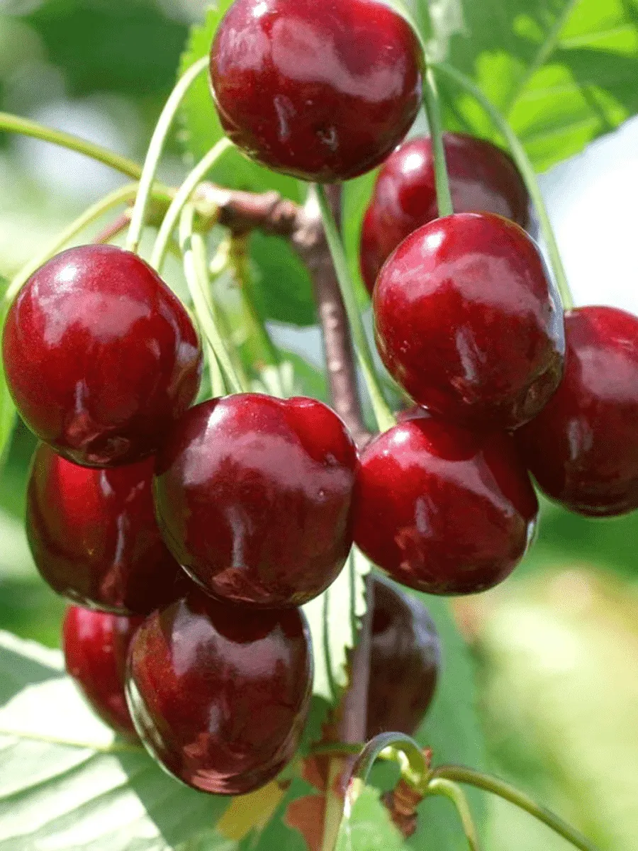 Черешня Овстуженка