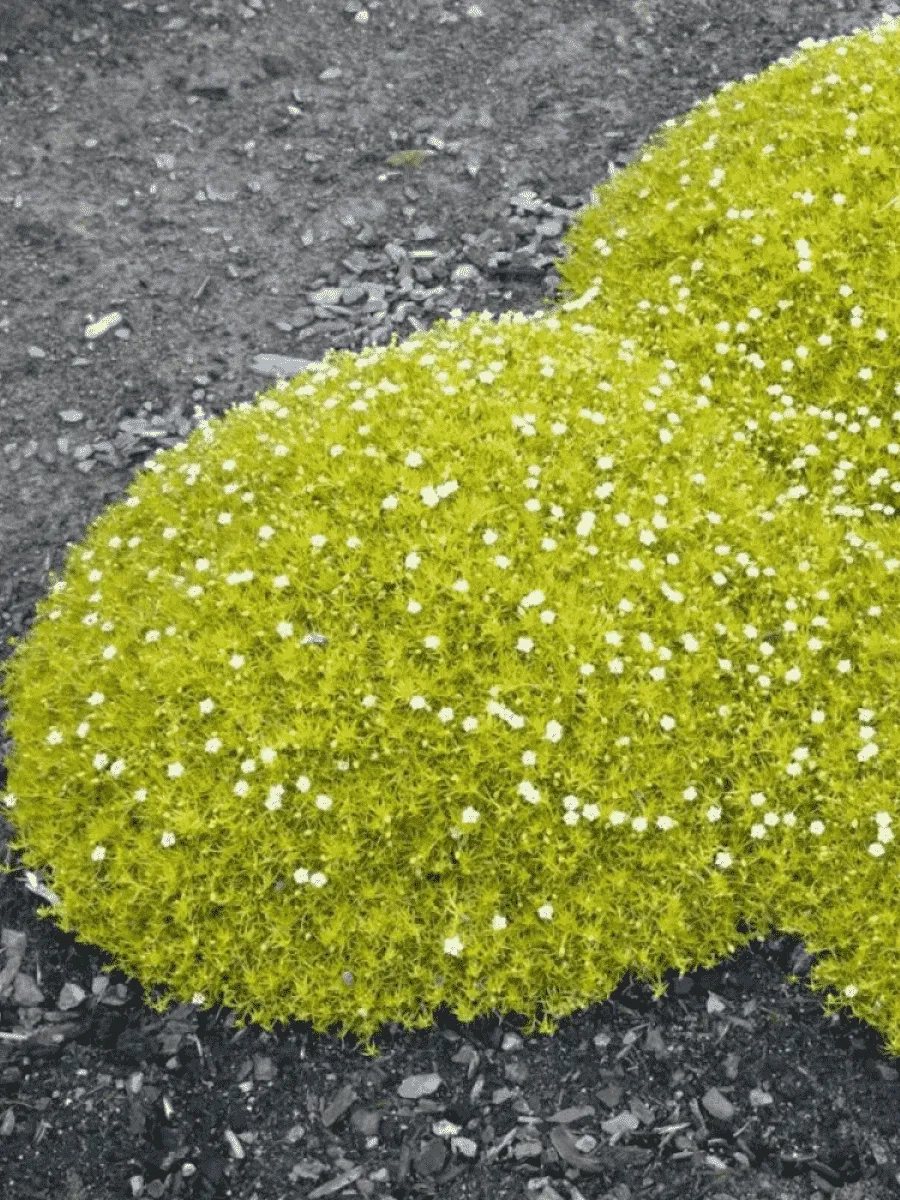 Мшанка шиловидная Aurea