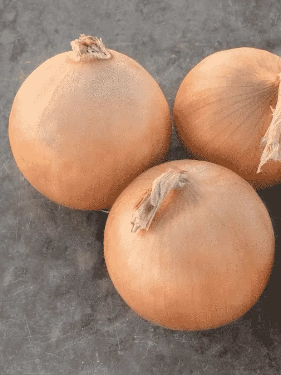 Лук-севок Радар