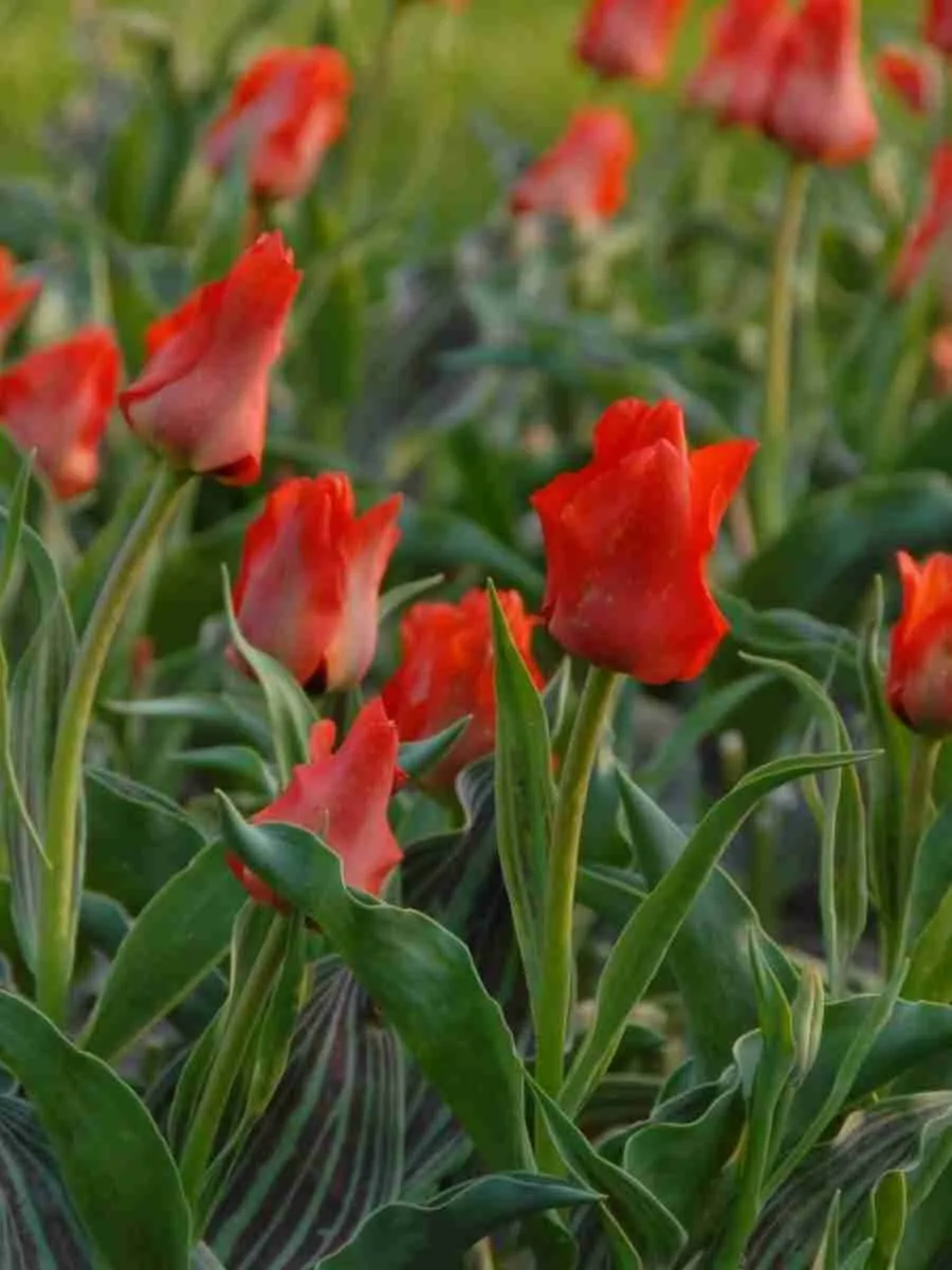 Тюльпан Red Riding Hood