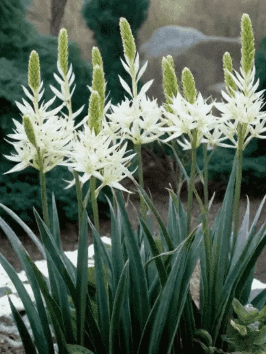 Камассия Лейхтлина Alba