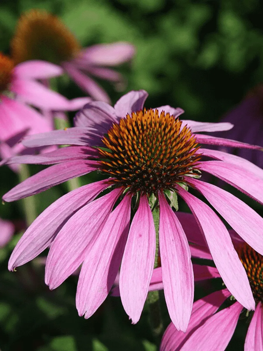 Эхинацея пурпурная