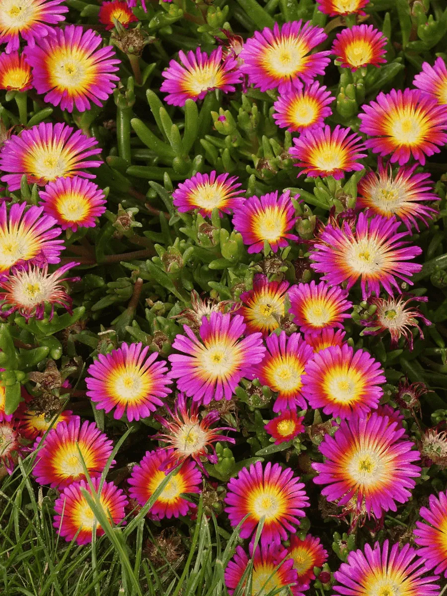 Делосперма Купера Hot pink