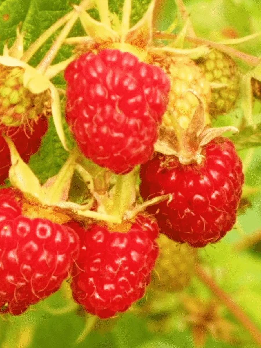 Малина обыкновенная Подарок Казакова