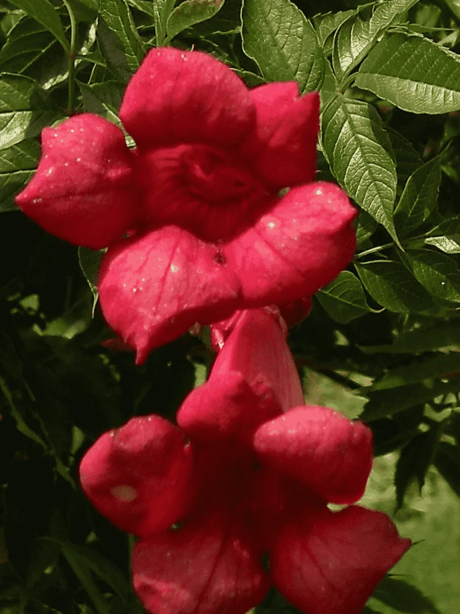 Кампсис укореняющийся Flamenco