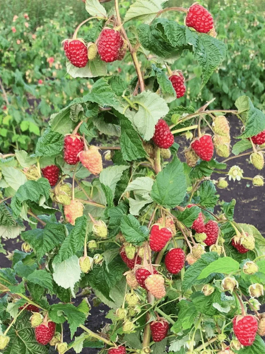 Малина ремонтантная Сказочный Конь