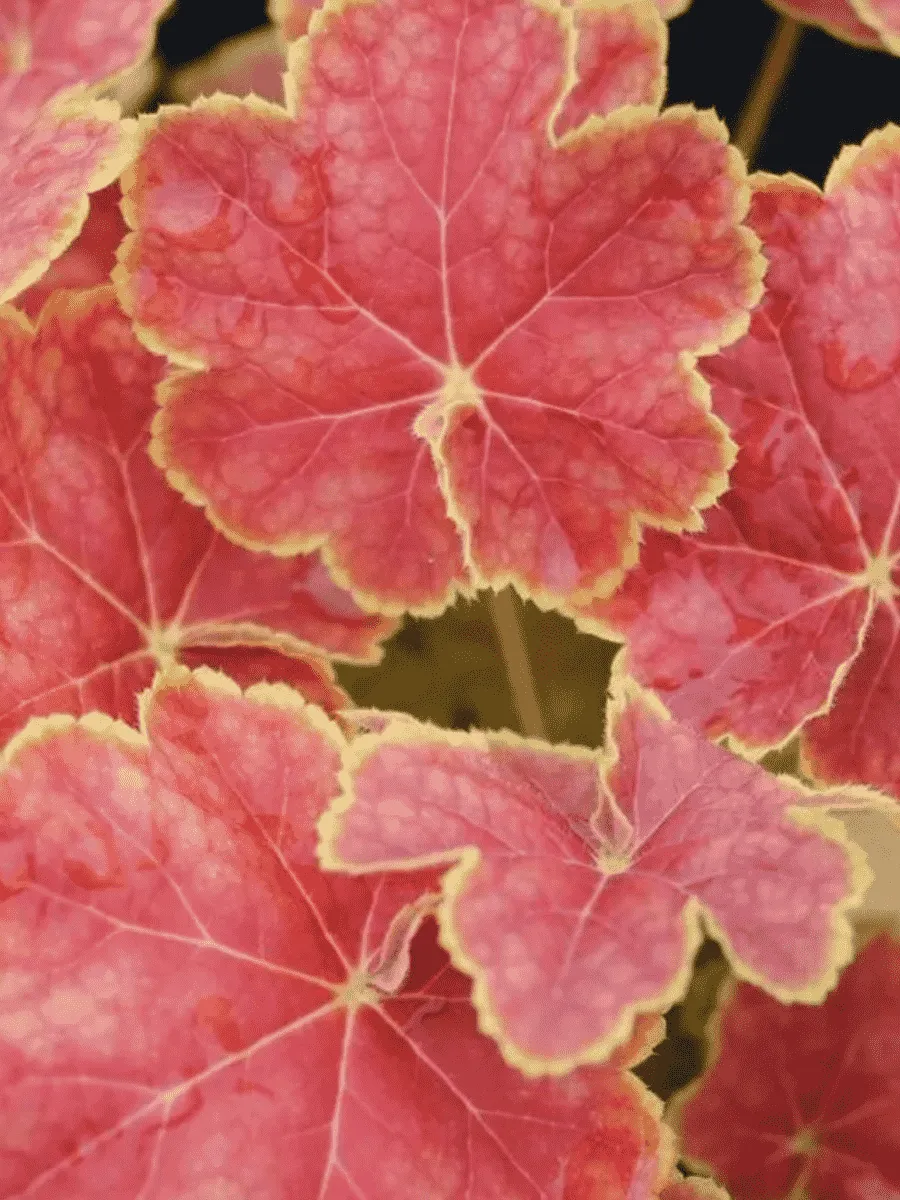 Гейхера Tiramisu