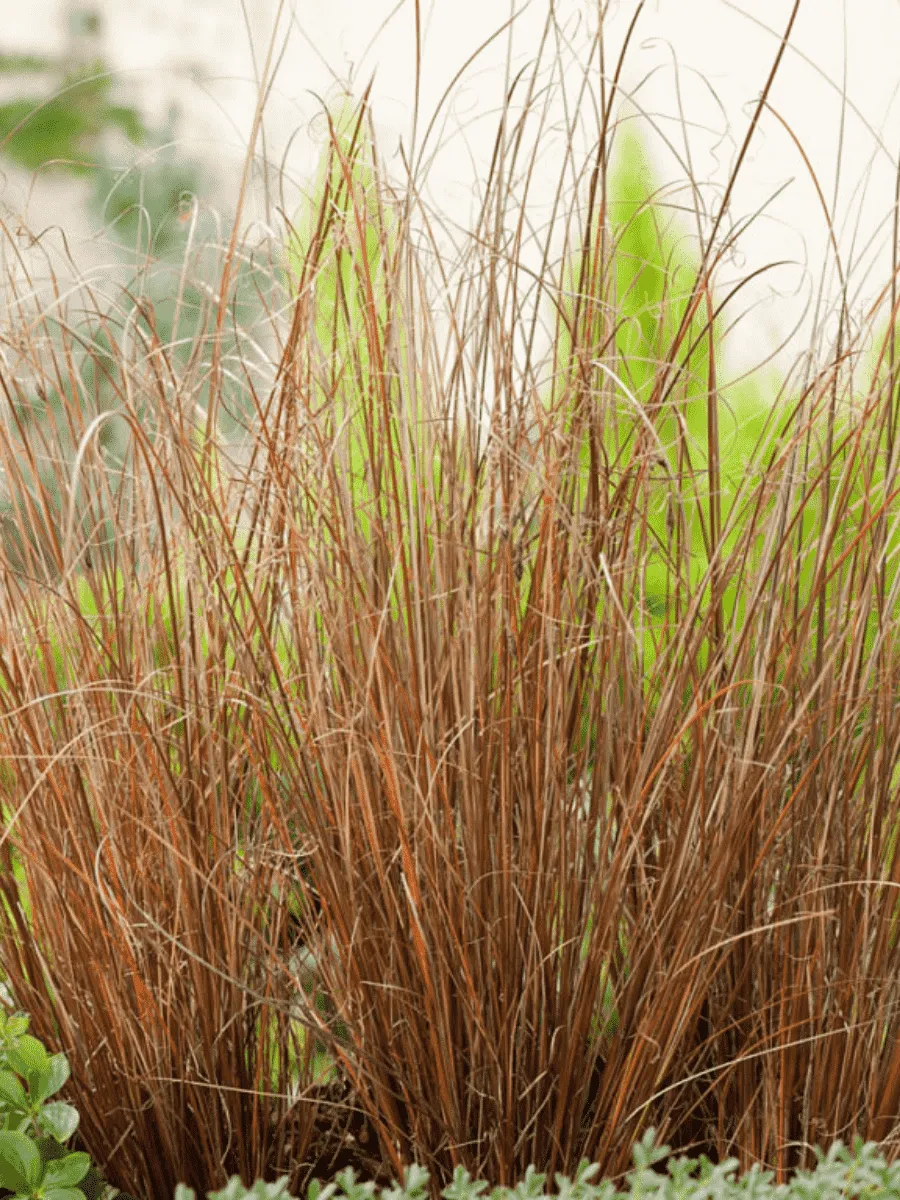 Осока буханана Red Rooster